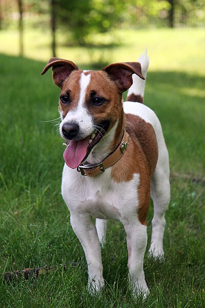 File:Jack Russell Terrier 1.jpg